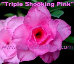 (image for) Adenium Obesum Triple Shocking Pink 5 Seeds